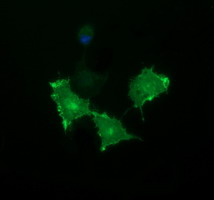 BTLA / CD272 Antibody - Anti-BTLA mouse monoclonal antibody immunofluorescent staining of COS7 cells transiently transfected by pCMV6-ENTRY BTLA.