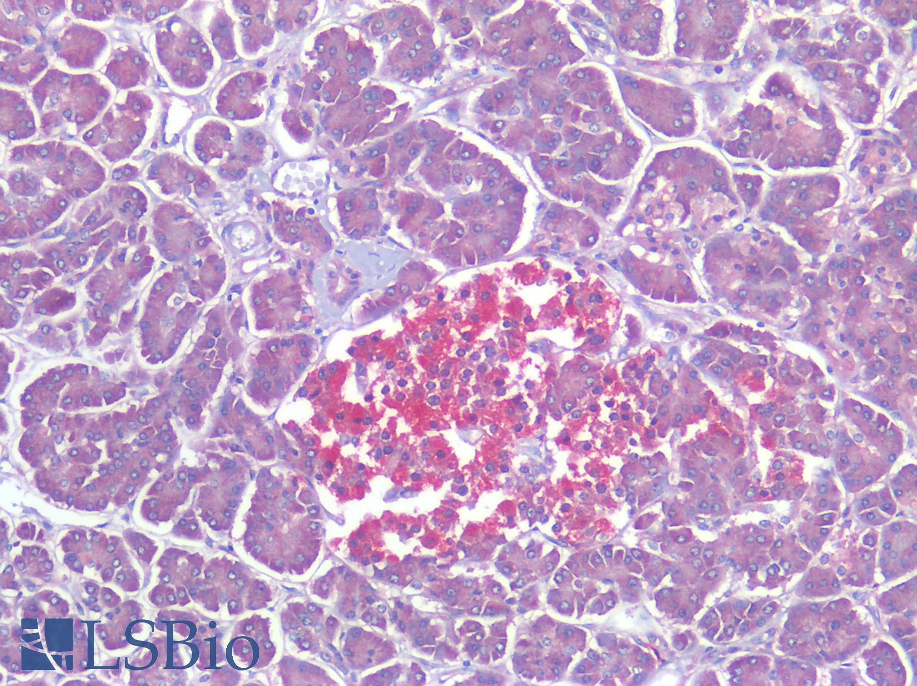 CALCRL / CGRP Receptor Antibody - Human Pancreas, Positive Staining In Islets of Langerhans, Positive Staining in Macrophages: Formalin-Fixed, Paraffin-Embedded (FFPE)