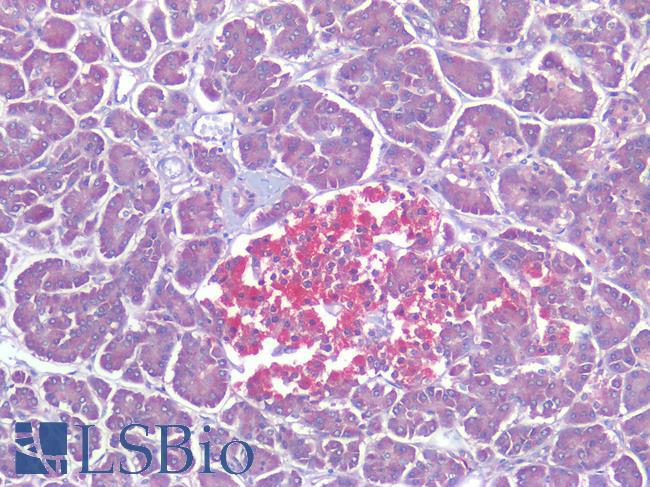 CALCRL / CGRP Receptor Antibody - Human Pancreas, Positive Staining In Islets of Langerhans, Positive Staining in Macrophages: Formalin-Fixed, Paraffin-Embedded (FFPE)