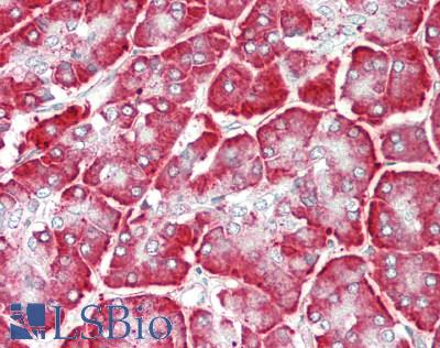 CALR / Calreticulin Antibody - Human Pancreas: Formalin-Fixed, Paraffin-Embedded (FFPE).  This image was taken for the unconjugated form of this product. Other forms have not been tested.