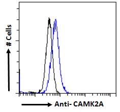 CAMK2A / CaMKII Alpha Antibody - Flow cytometric analysis of paraformaldehyde fixed Kelly cells (blue line), permeabilized with 0.5% Triton. Primary incubation 1hr (10ug/ml) followed by Alexa Fluor 488 secondary antibody (1ug/ml). IgG control: Unimmunized goat IgG (black line) fo