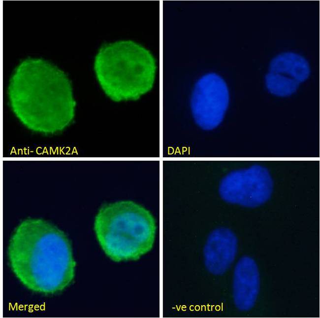 CAMK2A / CaMKII Alpha Antibody - Immunofluorescence analysis of paraformaldehyde fixed U2OS cells, permeabilized with 0.15% Triton. Primary incubation 1hr (10ug/ml) followed by Alexa Fluor 488 secondary antibody (2ug/ml), showing membrane staining. The nuclear stain is DAPI (blue