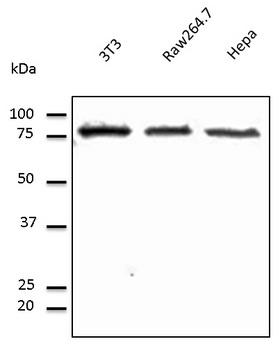 CANX / Calnexin Antibody - Western blot. Anti-Calnexin - ER membrane marker antibody at 1:500 dilution. Lysates at 50 ug per lane. Rabbit polyclonal to goat IgG (HRP) at 1:10000 dilution.