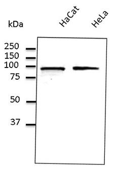 CANX / Calnexin Antibody - Western blot. Anti-Calnexin antibody at 1:500 dilution. Lysates at 50 ug per lane. Rabbit polyclonal to goat IgG (HRP) at 1:10000 dilution.