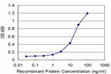 CANX / Calnexin Antibody - Detection limit for recombinant GST tagged CANX is approximately 1 ng/ml as a capture antibody.