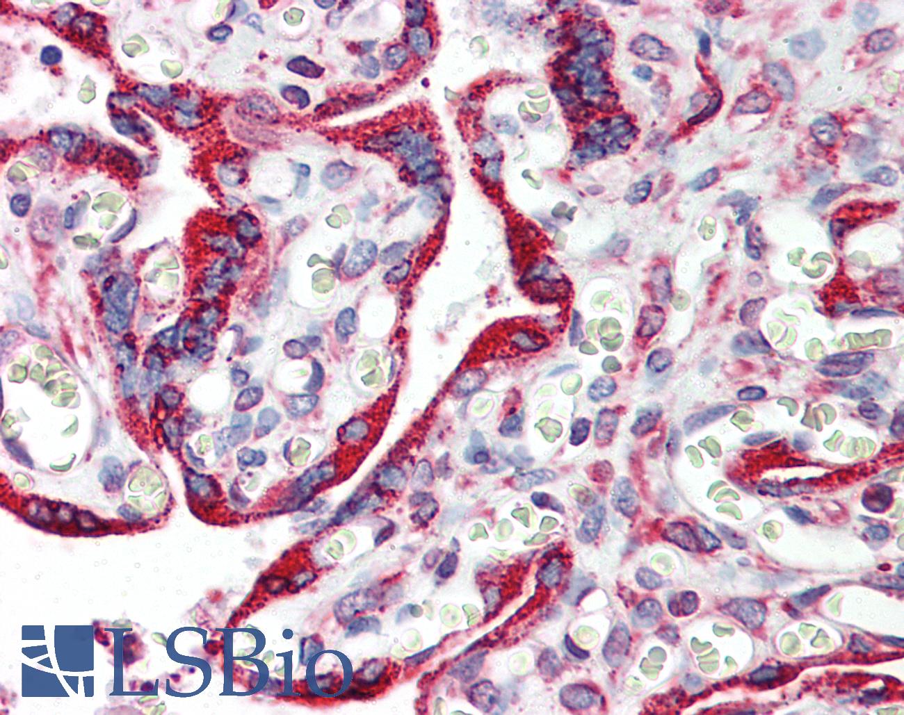 CANX / Calnexin Antibody - Anti-Calnexin antibody IHC of human placenta. Immunohistochemistry of formalin-fixed, paraffin-embedded tissue after heat-induced antigen retrieval. Antibody concentration 5 ug/ml.