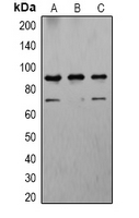 CANX / Calnexin Antibody - Western blot analysis of Calnexin expression in HeLa (A); NIH3T3 (B); PC12 (C) whole cell lysates.