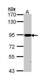 CANX / Calnexin Antibody - Sample (30 ug of whole cell lysate). A: H1299. 7.5% SDS PAGE. CANX antibody diluted at 1:1000. 