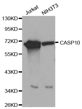 CASP10 / Caspase 10 Antibody - Western blot analysis of extracts of various cell lines, using CASP10 antibody at 1:1000 dilution. The secondary antibody used was an HRP Goat Anti-Rabbit IgG (H+L) at 1:10000 dilution. Lysates were loaded 25ug per lane and 3% nonfat dry milk in TBST was used for blocking.