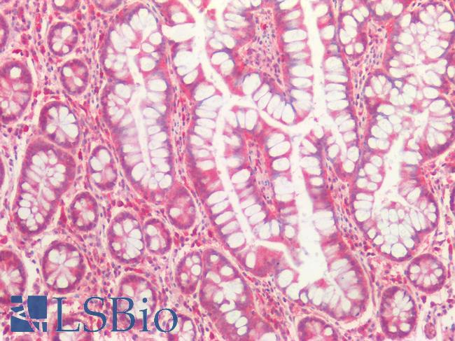 CASP10 / Caspase 10 Antibody - Human Small Intestine: Formalin-Fixed, Paraffin-Embedded (FFPE)