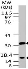 CASP3 / Caspase 3 Antibody - Fig-1: Western blot analysis of Caspase-3. Anti-Caspase-3 was used at 2 µg/ml on Ramos lysate.