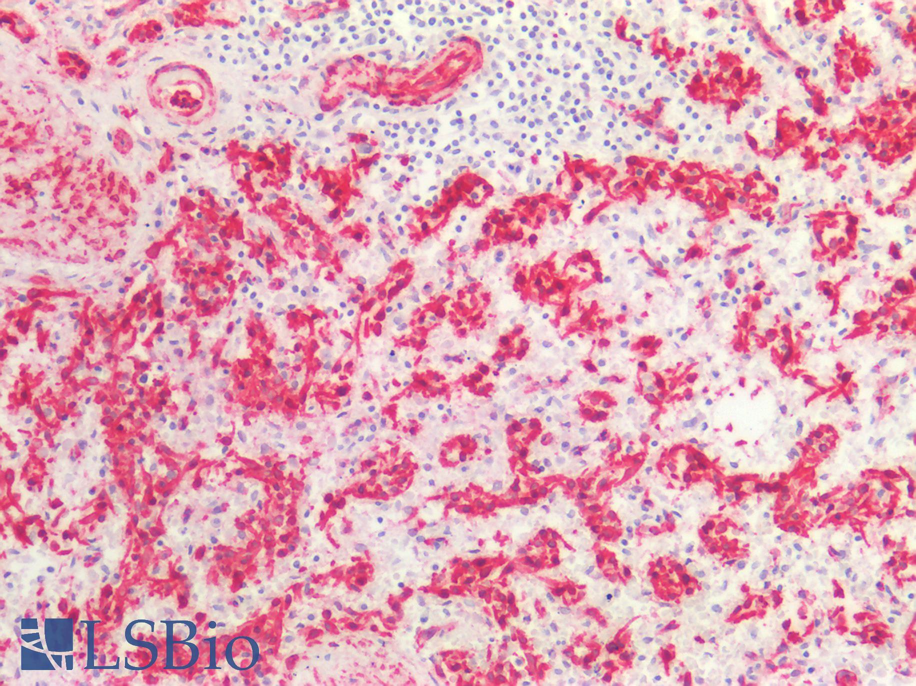 CAV1 / Caveolin 1 Antibody - Human Spleen: Formalin-Fixed, Paraffin-Embedded (FFPE)