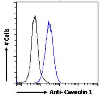 CAV1 / Caveolin 1 Antibody - CAV1 / Caveolin 1 antibody flow cytometric analysis of paraformaldehyde fixed HeLa cells (blue line), permeabilized with 0.5% Triton. Primary incubation overnight (10ug/ml) followed by Alexa Fluor 488 secondary antibody (1ug/ml). IgG control: Unimmunized goat IgG (black line) followed by Alexa Fluor 488 secondary antibody.