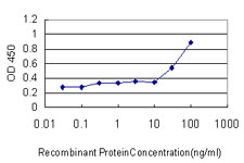 CBFA1 / RUNX2 Antibody - Detection limit for recombinant GST tagged RUNX2 is approximately 0.3 ng/ml as a capture antibody.