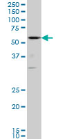 CBFA1 / RUNX2 Antibody - RUNX2 monoclonal antibody, clone 4D5 Western blot of RUNX2 expression in PC-12.