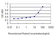 CBFA1 / RUNX2 Antibody - Detection limit for recombinant GST tagged RUNX2 is approximately 10 ng/ml as a capture antibody.