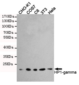 CBX3 / HP1 Gamma Antibody - Western blot detection of HP1-gamma in HeLa, 3T3, C6, COS7 and CHO-K1 cell lysates using HP1-gamma mouse monoclonal antibody (1:1000 dilution). Predicted band size: 22KDa. Observed band size:22KDa.