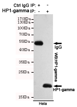 CBX3 / HP1 Gamma Antibody - Immunoprecipitation analysis of HeLa cell lysates using HP1-gamma mouse monoclonal antibody.