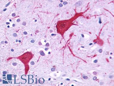 CCKBR / Cckb Antibody - Brain Cortex Neurons and Glia