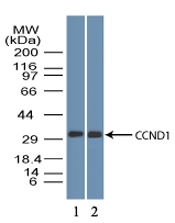 CCND1 / Cyclin D1 Antibody - Western blot of CCND1 in 1) mouse C2C12 and 2) mouse NIH 3T3 cell lysate using CCND1 / Cyclin D1 Antibody at 5 ug/ml. Goat anti-rabbit Ig HRP secondary antibody, and PicoTect ECL substrate solution, were used for this test.