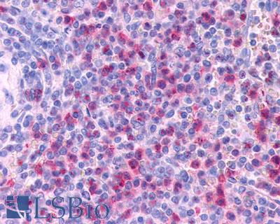 CCR3 Antibody - Spleen, eosinophils and neutrophils