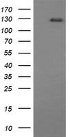 CD163 Antibody - HEK293T cells were transfected with the pCMV6-ENTRY control (Left lane) or pCMV6-ENTRY CD163 (Right lane) cDNA for 48 hrs and lysed. Equivalent amounts of cell lysates (5 ug per lane) were separated by SDS-PAGE and immunoblotted with anti-CD163. At a dilution of 1:4000.
