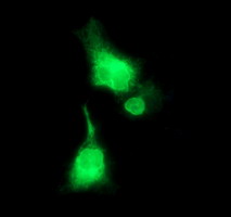 CD163 Antibody - Anti-CD163 mouse monoclonal antibody immunofluorescent staining of COS7 cells transiently transfected by pCMV6-ENTRY CD163. At a dilution of 1:100. 