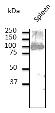 CD19 Antibody - Endogenous CD19 detected with anti CD19 Ab at 1:500 dilution; lysate at 100 ug per lane and rabbit polyclonal to goat IgG (HRP) at 1:10,000 dilution;