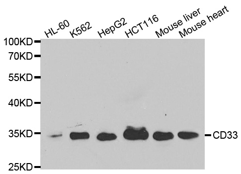 CD33 Antibody - Western blot analysis of extracts of various cell lines, using CD33 antibody.