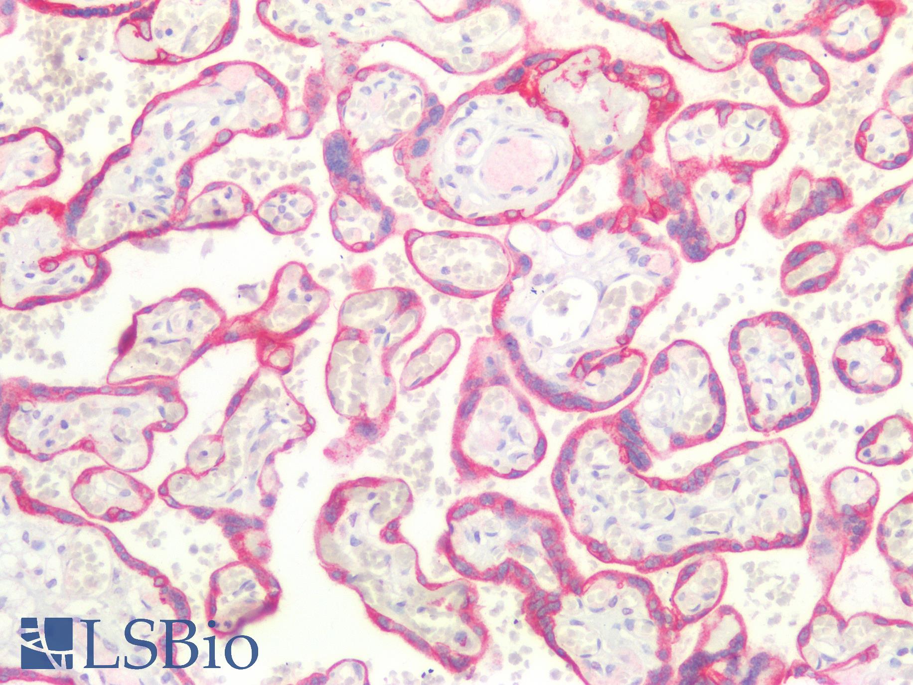 CD36 Antibody - Human Placenta: Formalin-Fixed, Paraffin-Embedded (FFPE)