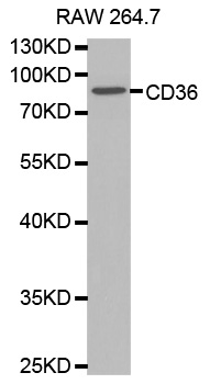 CD36 Antibody - Western blot analysis of extracts of RAW264.7 cells lines, using CD36 antibody.