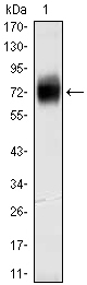 CD38 Antibody - Western blot using CD38 mouse mouse monoclonal antibody against CD38-hIgGFc transfected HEK293 cell lysate.