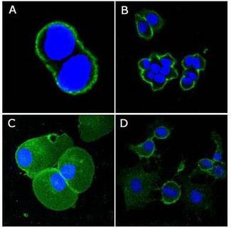 CD44 Antibody - Immunocytochemistry/Immunofluorescence: CD44 Antibody (8E2F3) - Confocal immunofluorescence analysis of methanol-fixed A431 (A), HeLa (B), PANC-1 and EC (D) cells using anti-CD44 mAb (green), showing membrane localization. Blue: DRAQ5 fluorescent DNA dye.