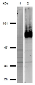 CD44 Antibody - Western blotting analysis of CD44 in HeLa cells (positive; lane 2) and MOLT-4 cells (negative; lane 1) using anti-CD44 (IM7) purified; non-reducing conditions.