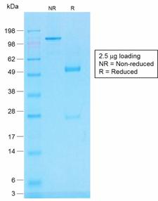 CD45 / LCA Antibody - SDS-PAGE Analysis of Purified CD45RB Rabbit Recombinant Monoclonal Antibody (PTPRC/1783R). Confirmation of Purity and Integrity of Antibody.
