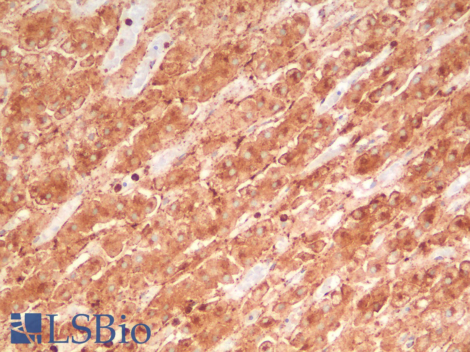 CD63 Antibody - Human Adrenal: Formalin-Fixed, Paraffin-Embedded (FFPE)