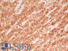 CD63 Antibody - Human Adrenal: Formalin-Fixed, Paraffin-Embedded (FFPE)