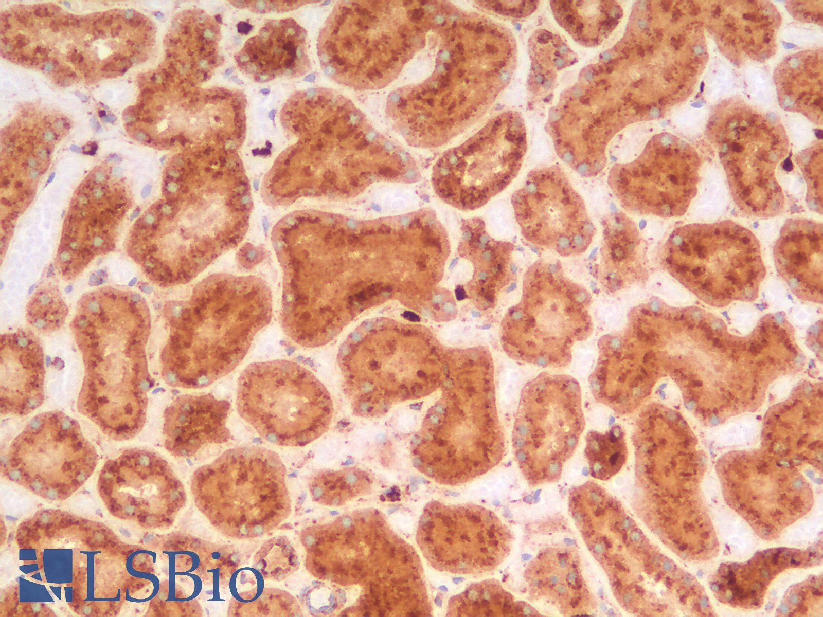 CD63 Antibody - Human Kidney: Formalin-Fixed, Paraffin-Embedded (FFPE)