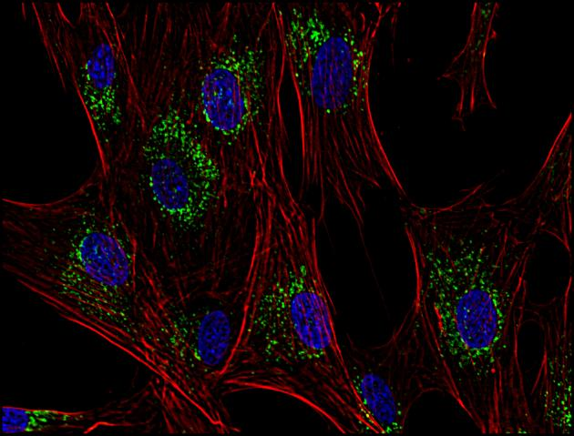 CD63 Antibody - Immunofluorescence staining of CD63 in human primary fibroblasts using anti-CD63 (MEM-259; green). Actin cytoskeleton was decorated by phalloidin (red) and cell nuclei stained with DAPI (blue).