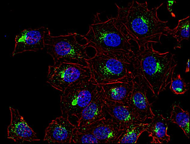 CD63 Antibody - Immunofluorescence staining of CD63 in human HeLa cell line using anti-CD63 (MEM-259; green). Actin cytoskeleton was decorated by phalloidin (red) and cell nuclei stained with DAPI (blue).