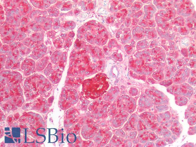 CD63 Antibody - Human Pancreas: Formalin-Fixed, Paraffin-Embedded (FFPE)