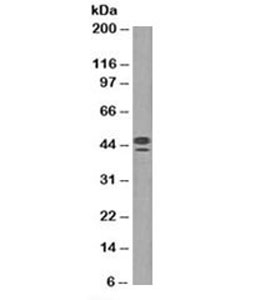CD63 Antibody - Western blot testing of human spleen lysate with CD63 antibody (clone NKI/C3). This image was taken for the unmodified form of this product. Other forms have not been tested.
