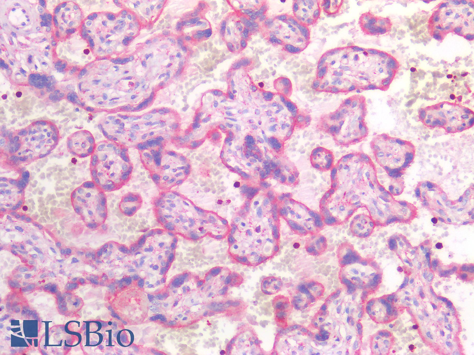 CD63 Antibody - Human Placenta: Formalin-Fixed, Paraffin-Embedded (FFPE)