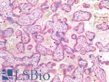 CD63 Antibody - Human Placenta: Formalin-Fixed, Paraffin-Embedded (FFPE)
