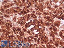 CD63 Antibody - Human Pancreas: Formalin-Fixed, Paraffin-Embedded (FFPE)