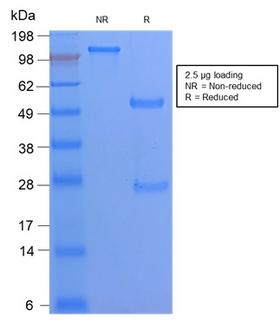 CD68 Antibody - SDS-PAGE Analysis Purified CD68 Rabbit Recombinant Monoclonal Antibody (C68/2908R). Confirmation of Purity and Integrity of Antibody.