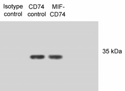 CD74 / CLIP Antibody - CD-74 (PIN 1.1) N87 lysates mixed with macrophage inhibitory factor.  This image was taken for the unconjugated form of this product. Other forms have not been tested.