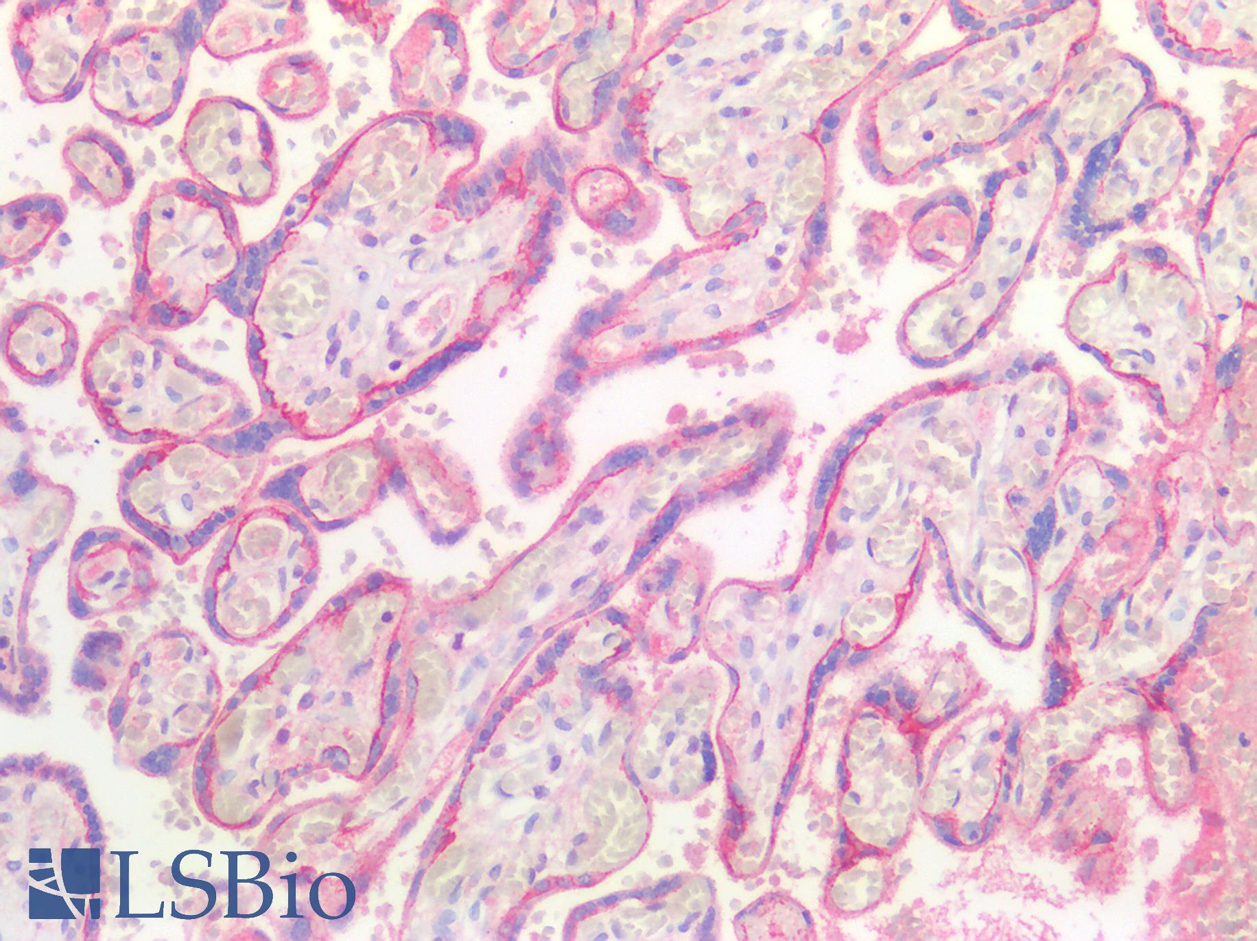 CDH1 / E Cadherin Antibody - Human Placenta: Formalin-Fixed, Paraffin-Embedded (FFPE)