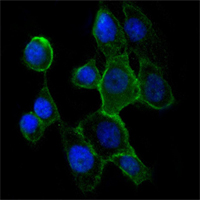 CDH2 / N Cadherin Antibody - Immunofluorescence of A431 cells using CDH2 mouse monoclonal antibody (green). Blue: DRAQ5 fluorescent DNA dye.