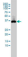 CDX2 Antibody - CDX2 monoclonal antibody, clone 1C7 Western blot of CDX2 expression in COLO 320 HSR.